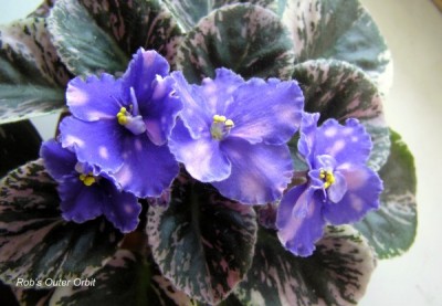 Rob's Outer Orbit.jpg