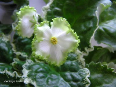 Buckeye Irish Lace.jpg