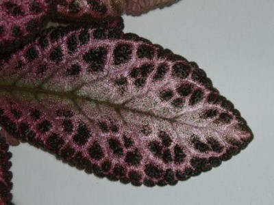 Pink Acajou_leaf.jpg