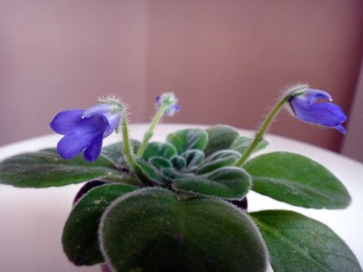 1PETROCOSMEA ht2.JPG