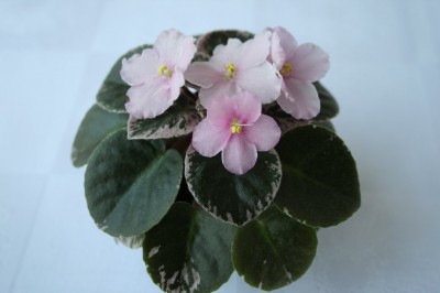 100_1024x682 (2).jpg