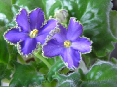 -Зел.Кор 1..jpg