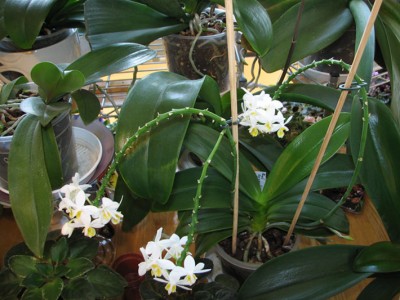 IMG_7032_phal.jpg