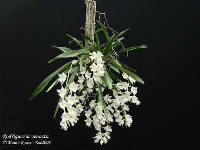 Rodrigezija Venusta.jpg