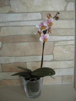 Phal.Phil.mart2011.JPG