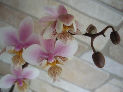 Phal.Phil2.mart2011.JPG