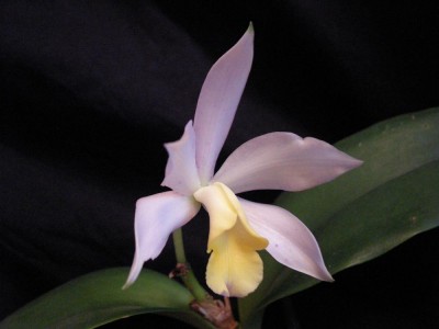 Cattleya Loddiaca.JPG