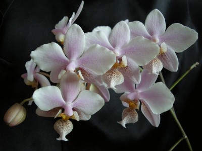 Phal.Philadelphia 10.11.JPG