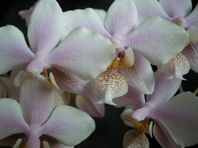 Phal.Philadelphia1.10.11.JPG