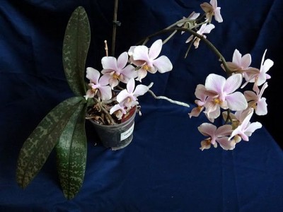 Phal Philadelphia.jpg