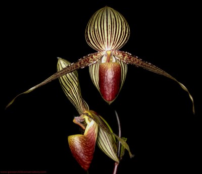 paph-rothschildianum1.jpg