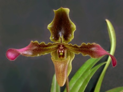 Paphiopedilum_hirsutissimum.jpg