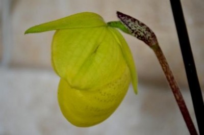 Paph.Armeniacum.jpg