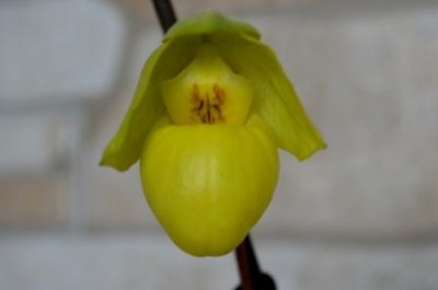 Paph.Armeniacum1.jpg