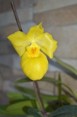 Paph.Armen.jpg