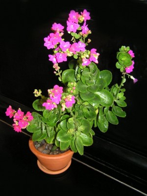 kalanchoe b.jpg