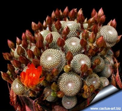 Rebutia_heliosa_01_408.jpg