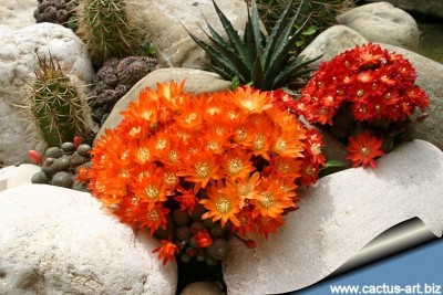 Rebutia_heliosa_rock_garden_810.jpg