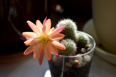 Rebutia.JPG