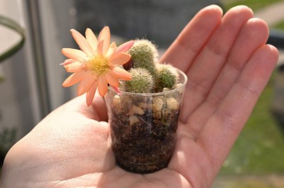 Rebutia2.JPG