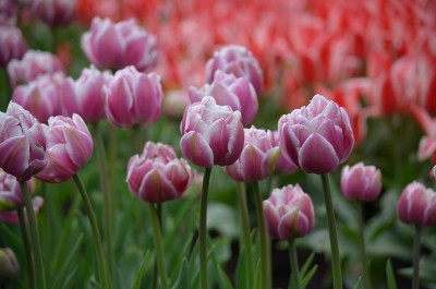 Tulp2.JPG