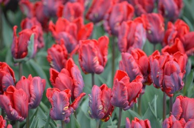 Tulp6.JPG