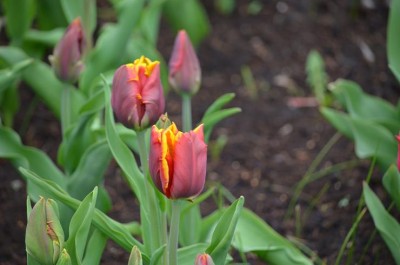 Tulp12.JPG