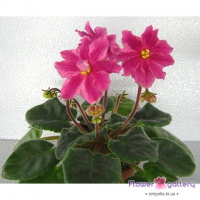 -Эсклюзив 2011.jpg