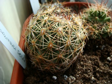 Coryphantha cornifera SB 44 [1600x1200].JPG