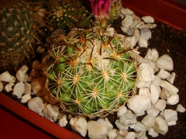 Coryphantha scheerii SB 260 [1600x1200].JPG