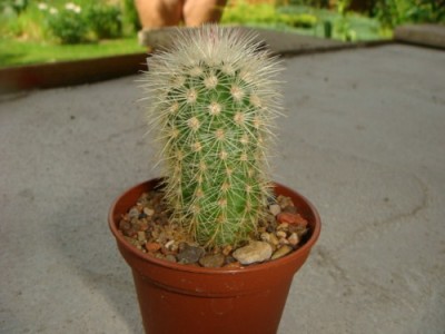 Echinocereus russanthus spa fiehnii [320x200].JPG