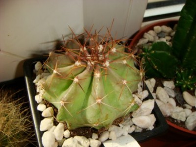 Echinocereus Subinermis v.ochoterenae [320x200].JPG