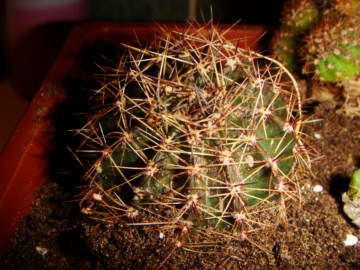 Echinopsis  hybr. Leonore [320x200].JPG