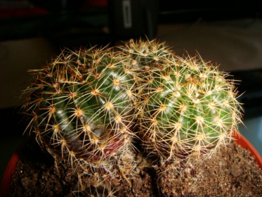 Echinopsis ancistrophora ssp. arachnacantha [320x200].JPG