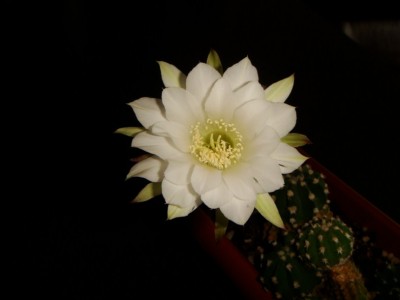 Echinopsis sp (2) [320x200].JPG