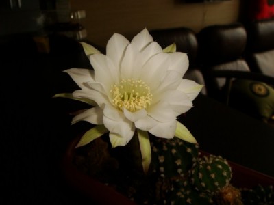 Echinopsis sp [320x200].JPG