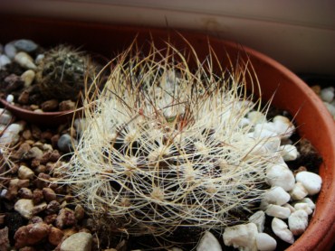 Eriosyce nidus multicolor [320x200].JPG