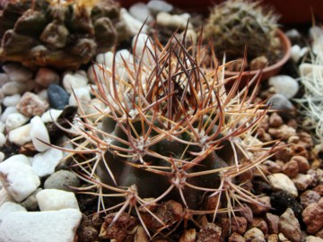 Eriosyce strausianus R542 [320x200].JPG