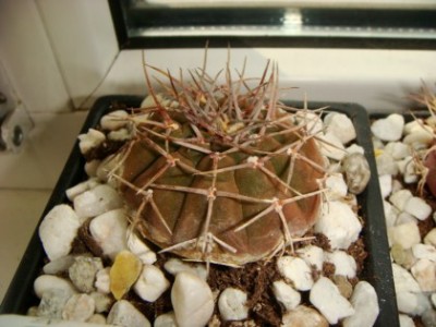 Gymnocalycium asterium v. paucispinum [320x200].JPG