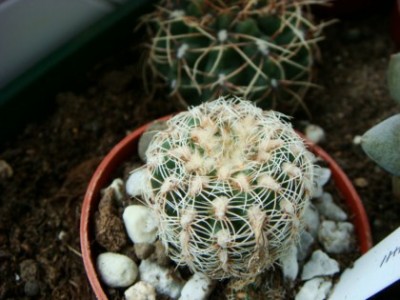 Gymnocalycium bruchii [320x200].JPG