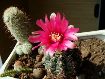 Gymnocalycium baldianum [320x200].JPG
