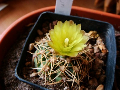 Gymnocalycium leeanum var netrelianum [320x200].JPG