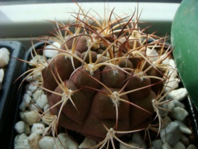 Gymnocalycium pflanzii v. albipulpa [320x200].JPG