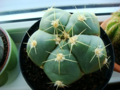 Gymnocalycium sp. [320x200].JPG
