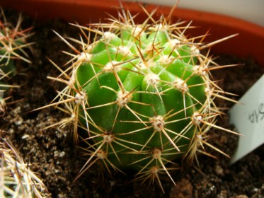 Lobivia Crassicaulis R151a [320x200].JPG