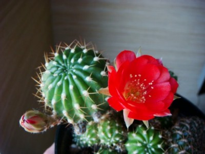 Lobivia maximiliana [320x200].JPG