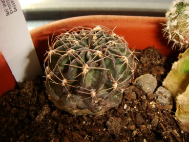 Lobivia pampana R 433 [320x200].JPG