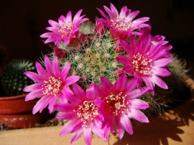 Mammillaria  crinita [320x200].JPG