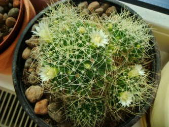 Mammillaria decipiens [320x200].JPG