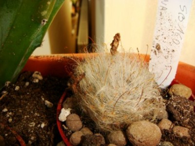 Mammillaria guelzowiana SB 1160 [320x200].JPG